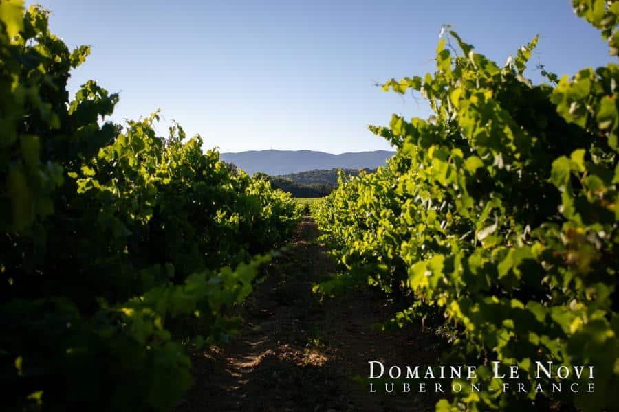 Domaine Le Novi