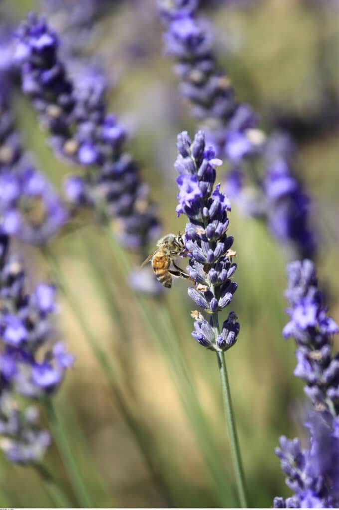 abeille et lavande