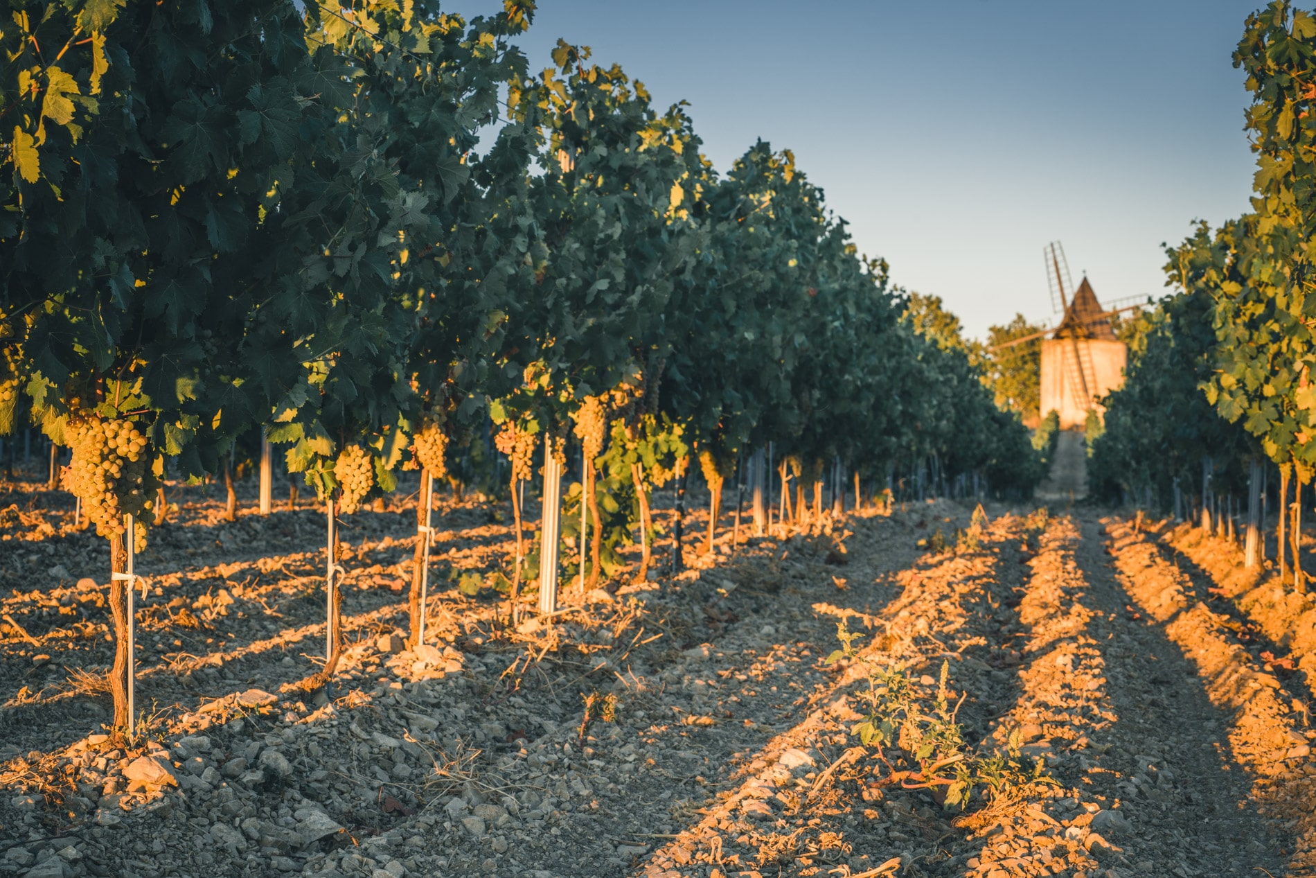 Vigne moulin sannes