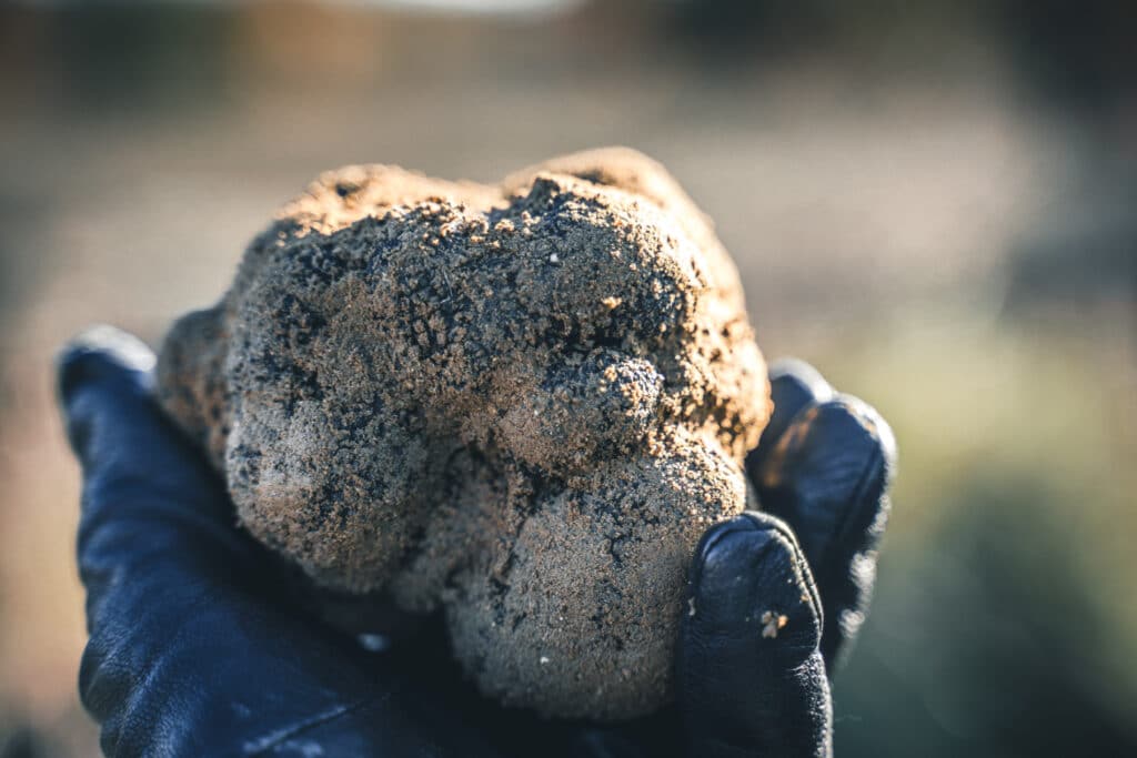 truffe noire luberon