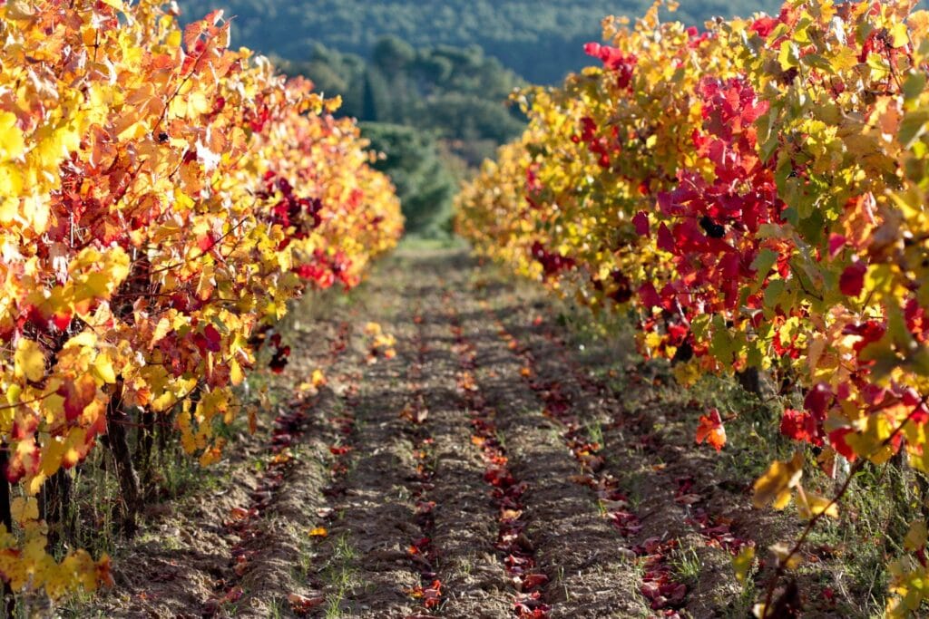 Vignes Vitrolles en Luberon