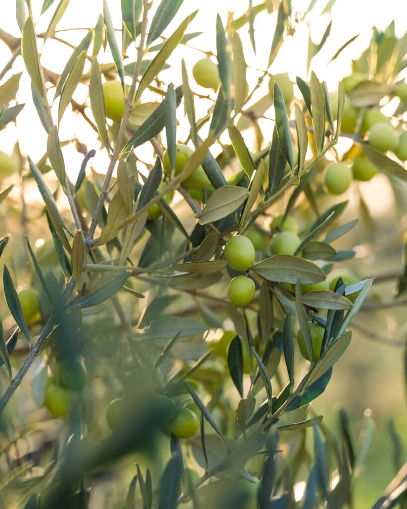 Olives vertes