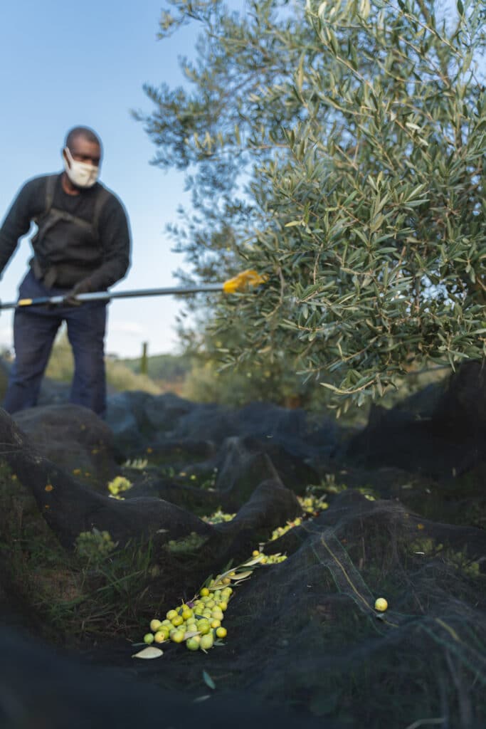 recolte des olives en Provence