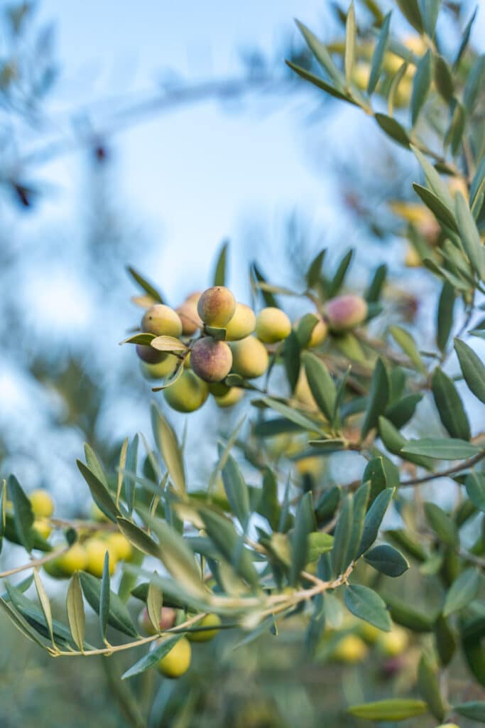 Olives de Provence