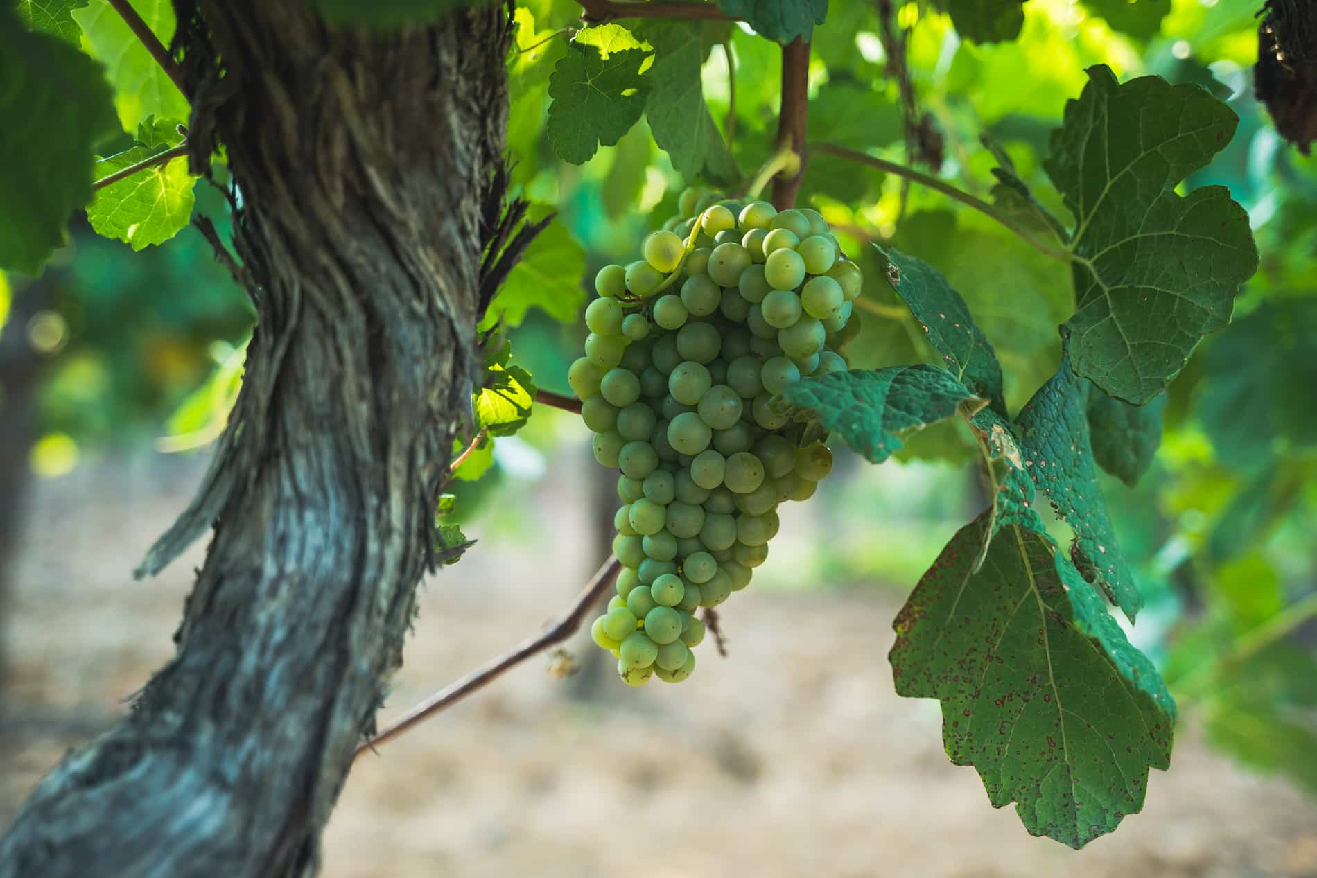 Domaine de Beauvence - Beaumont-de-Pertuis