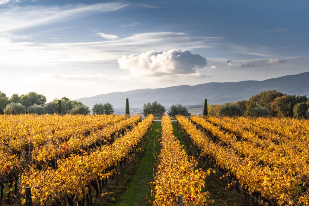 Vignes en automne La Dorgonne
