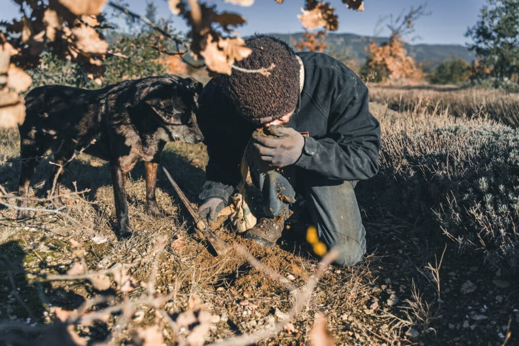 Cavage de la truffe noire dans le Luberon