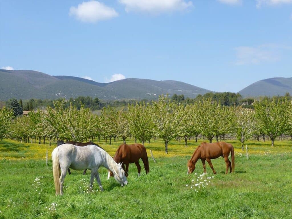 Activité nature à cheval pour famille