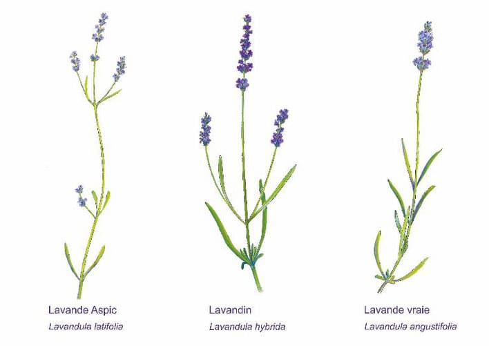 Différents types de lavande : lavande aspic, lavandin et lavande vraie