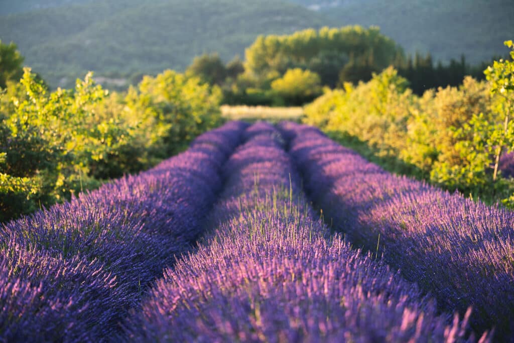 Champs de lavande en fleurs avant la récolte