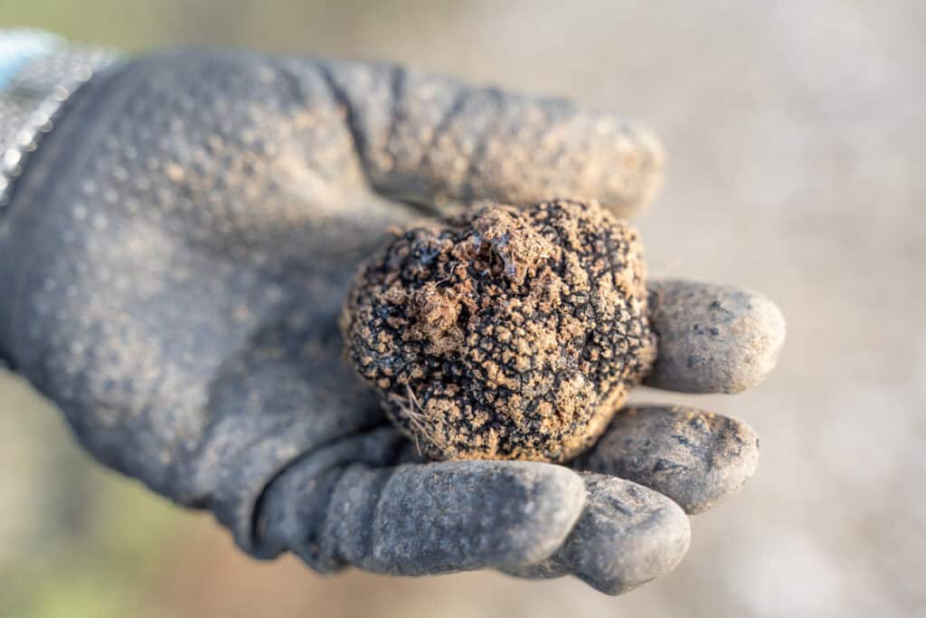Truffe blanche d'été fraîchement récoltée