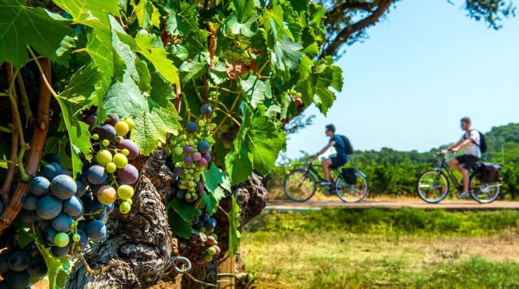 Vélo à travers les vignes en Sud Luberon