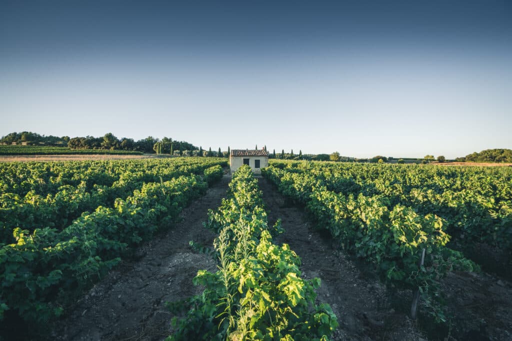 Vignes dans le Sud Luberon