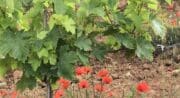 Domaine de Mayol
