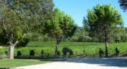 Domaine de Tara