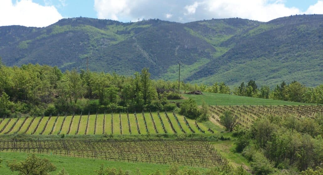 Domaine Alloïs