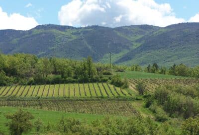 Domaine Alloïs