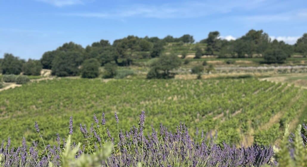 Grenache du Puits