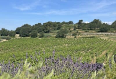 Grenache du Puits