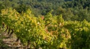Domaine Alloïs