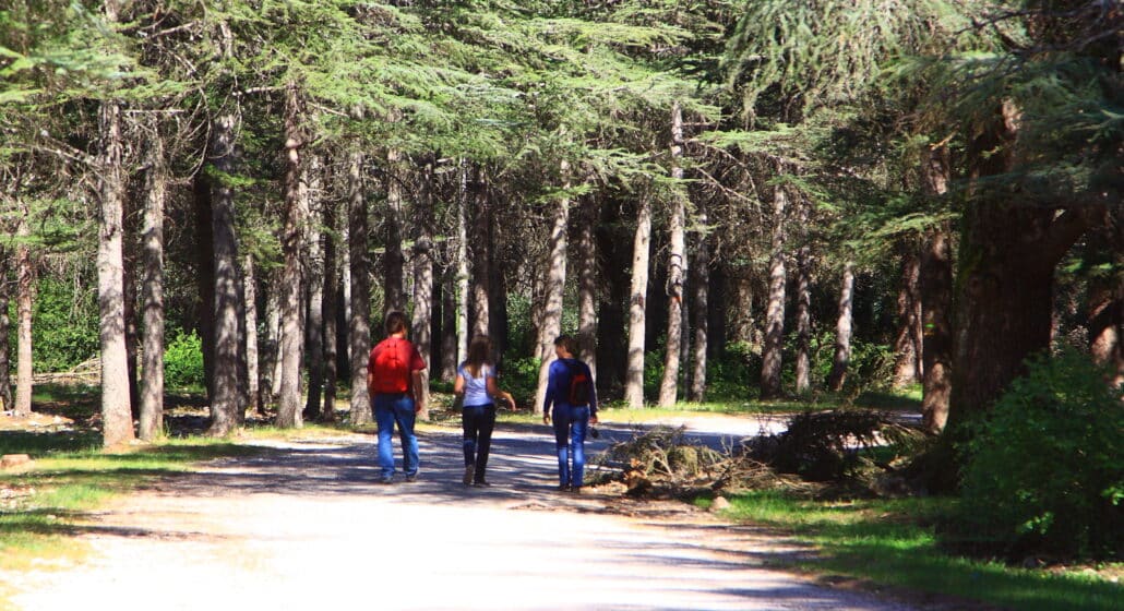 Forêt de cèdres