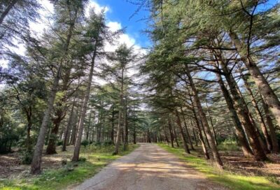 La Forêt des cèdres