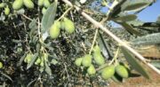 Moulin à huile d'olive et Domaine Oliversion