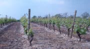 Cave Coopérative Vinicole des Coteaux