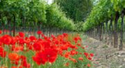Domaine La Garelle