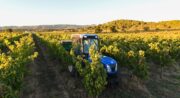 Vendanges au Domaine de MasLauris