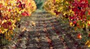 Domaine des Marchands