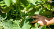 Domaine du Collet Vert
