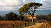 Domaine Les Perpetus