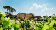 Domaine Les Perpetus