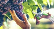 Un vin AOP Luberon