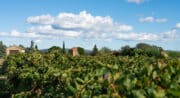 Sentier vignerons