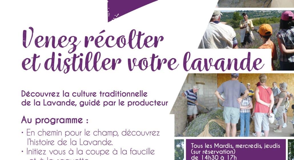 Sortie Lavande