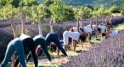 Yoga dans les lavandes sud luberon