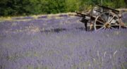 Sentier Pédagogique Aromaplantes