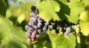 Domaine Amourdedieu Sannes