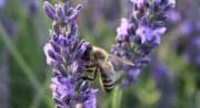 La Provence en Bouteille