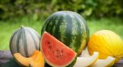 melons pastèques...