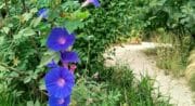 Jardin des Plantes Tinctoriales