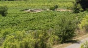 Rallye du vin en 2cv