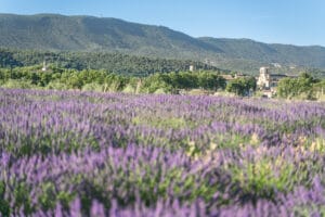Cucuron et lavande ©luberonsudtourisme (1 sur 1)