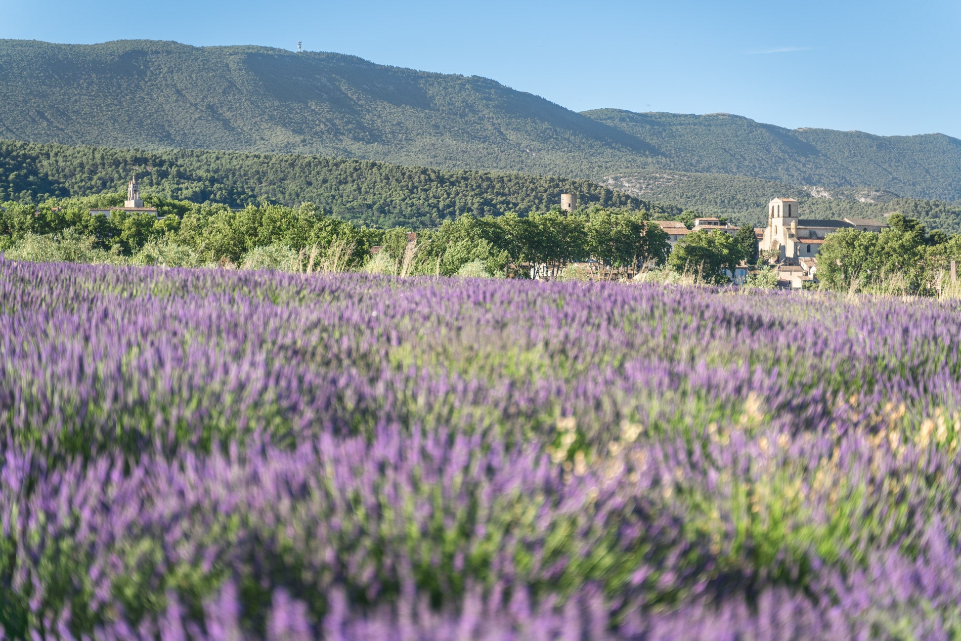 Cucuron et lavande-bienvenue-parc-naturel-regional-Luberon