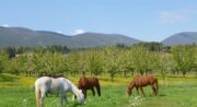 Cheval Enjeu