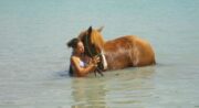 Cheval Enjeu