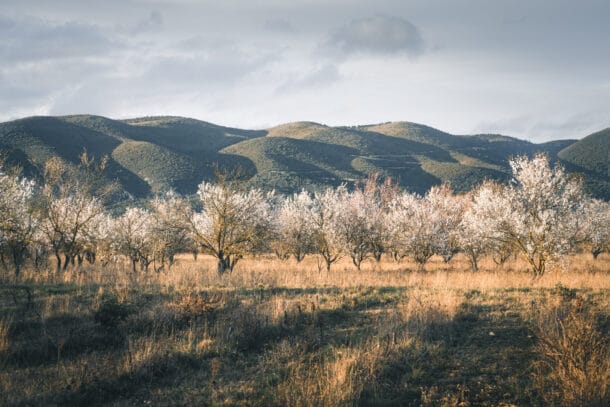 Amandiers en fleurs luberon sud tourisme