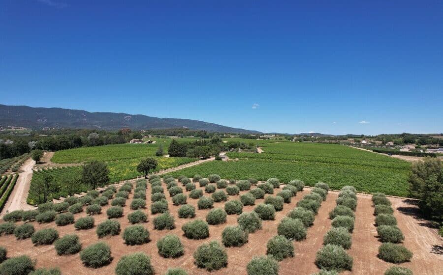 Olives de la Terrasse d'Adrien
